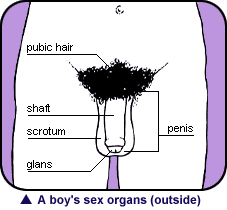 A picture of a boy's sex organs including, Pubic Hair, Shaft, Scrotum, Glans and Penis