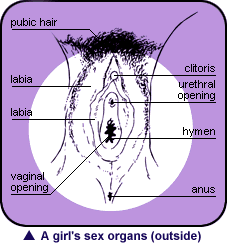 A picture of a girl's sex organs, including pubic hair, Labia, Vaginal Opening, Clitoris, Urethal opening, Hymen and Anus