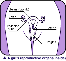 A picture of a girl's reproductive organs, including Uterus (womb), Ovary, Fallopian tube, Cervix, Vagina